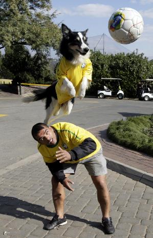 A dog plays soccer