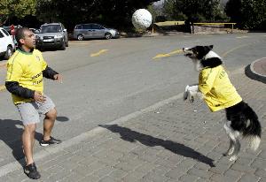 A dog plays soccer