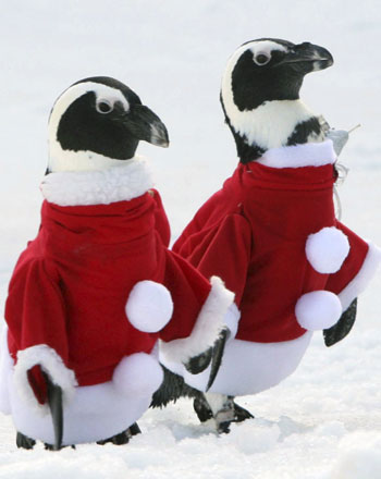 Penguins sported in Santa Claus outfits