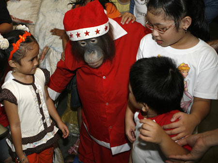 Orangutan wears Santa Claus outfit