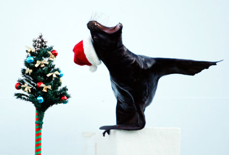 Sealion wears Santa hat for Christmas holiday season