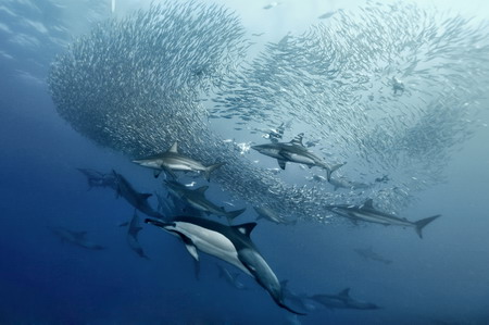 Dolphins enjoy sardine feeding frenzy