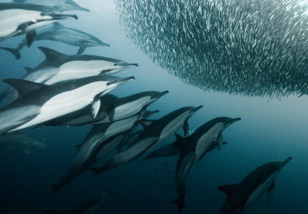 Dolphins enjoy sardine feeding frenzy