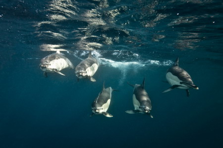 Dolphins enjoy sardine feeding frenzy