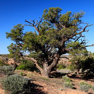 Study: noisy environment affects plants