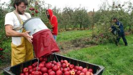 How Johnny Appleseed grew into a folk hero