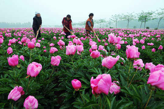 五月，來亳州看芍花