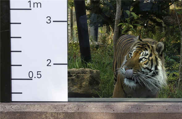 London Zoo conducts annual weigh-in for animals