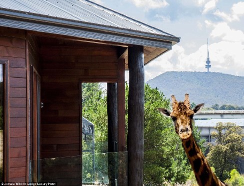 旅館？動物園？這是澳大利亞加馬拉野生動物旅館！