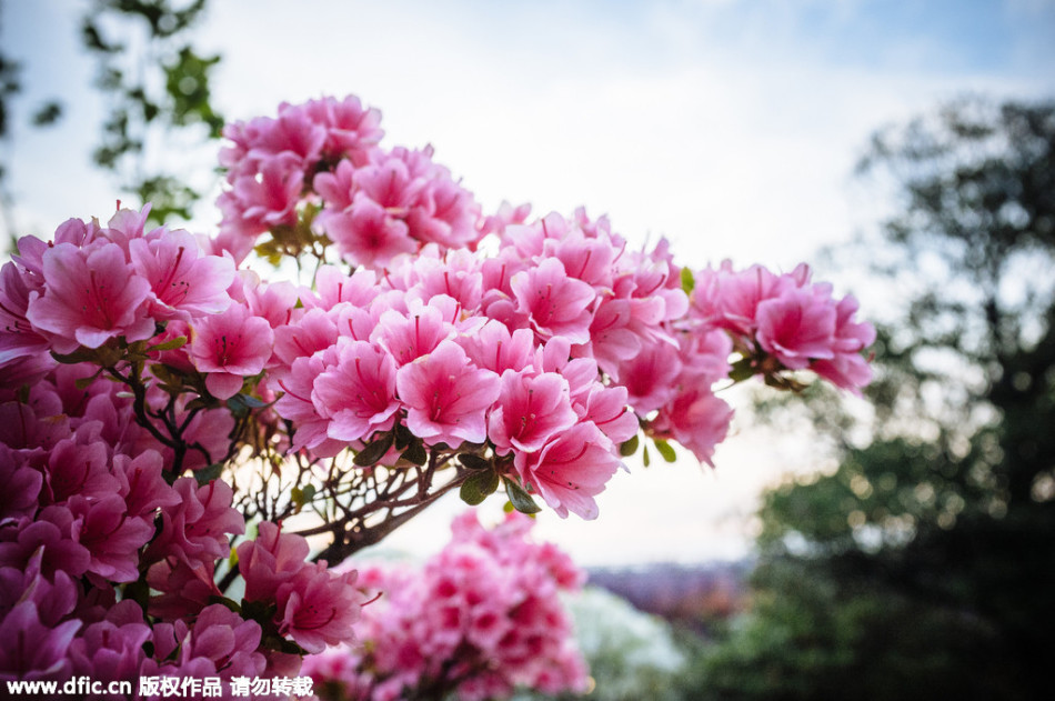 現(xiàn)實(shí)版《阿凡達(dá)》靈魂樹(shù)花開(kāi)