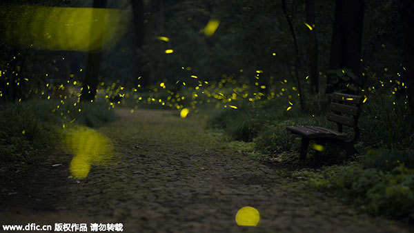 Fireflies light up the forest