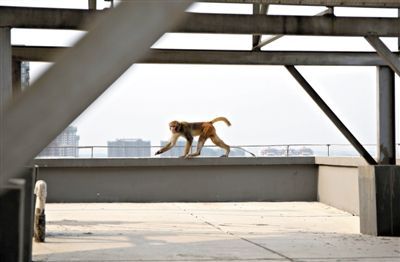 Monkeys avoid the summer heat