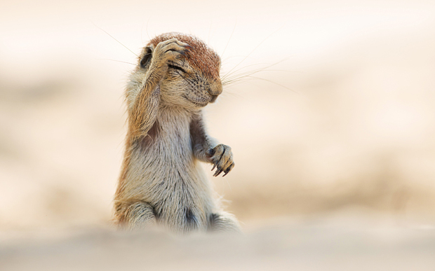 萌翻天！2015最逗比動物圖集