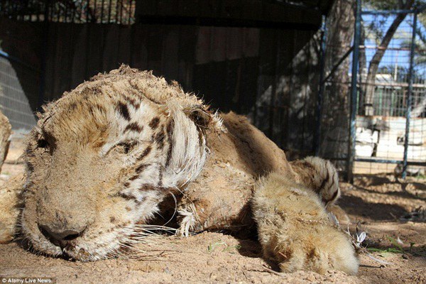 Skinny lion and tiger at BJ Zoo