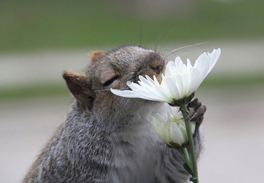 萌化了：聞花的動物們（組圖）