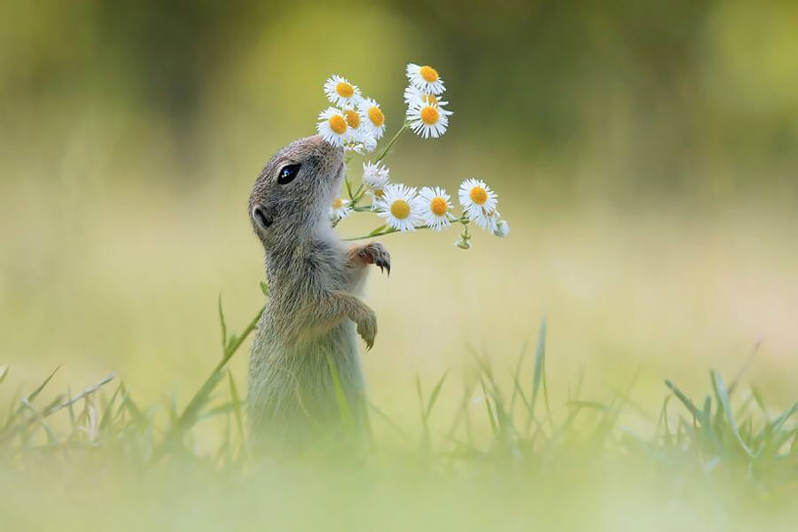 萌化了：聞花的動物們（組圖）