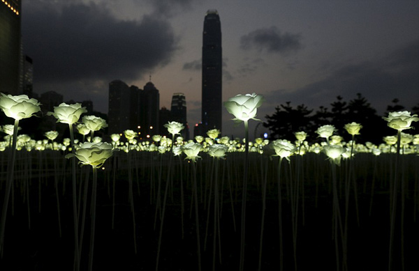 玫瑰燈海閃亮香港情人夜(圖)