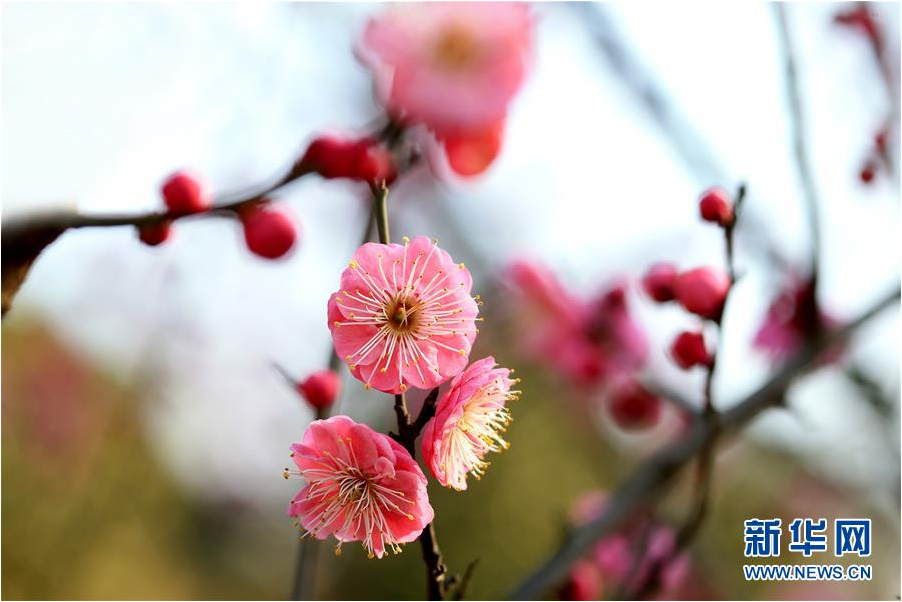 又到一年踏青時(shí) 花間春色惹人醉（組圖）