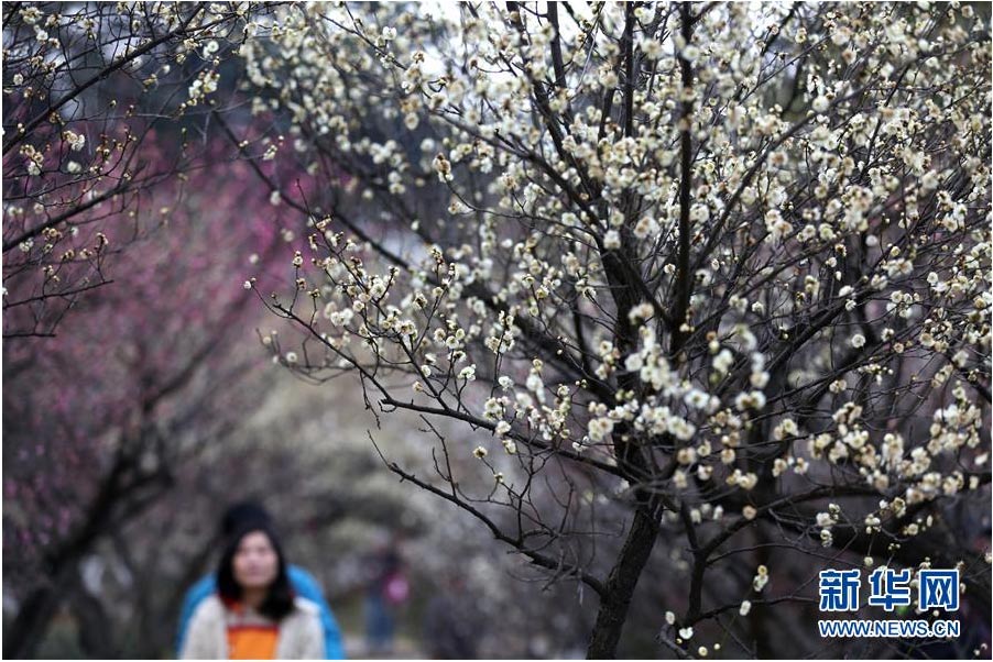 又到一年踏青時 花間春色惹人醉（組圖）