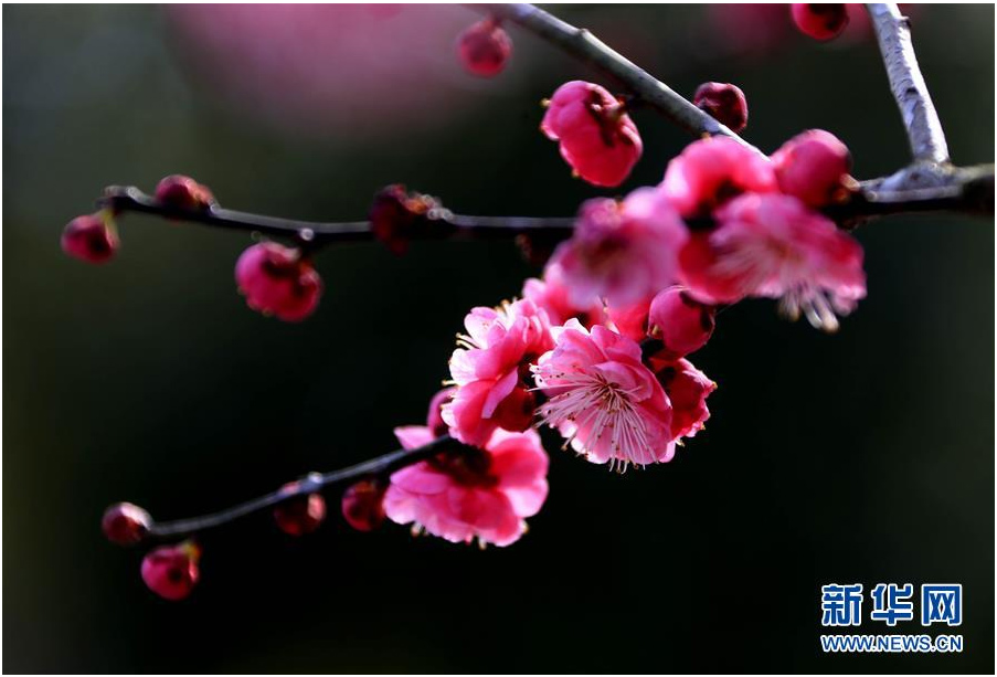 又到一年踏青時(shí) 花間春色惹人醉（組圖）