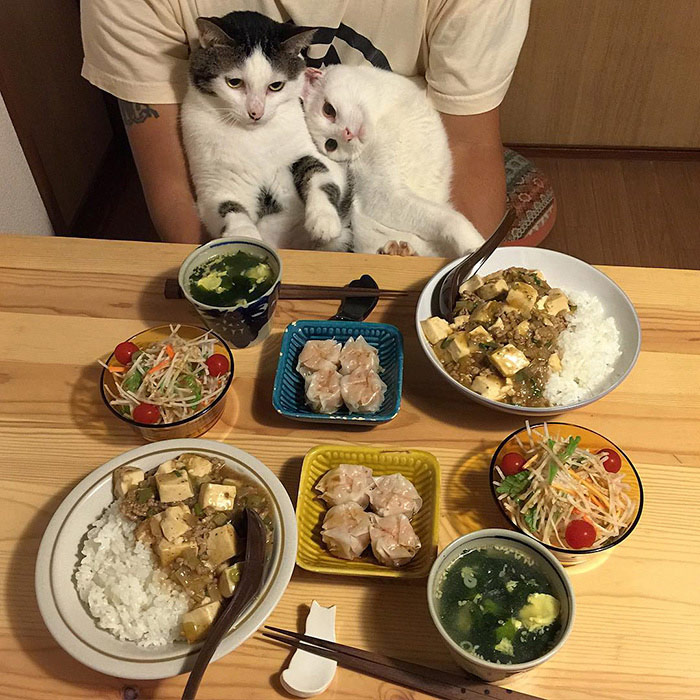 日本“眼饞貓”走紅（組圖）