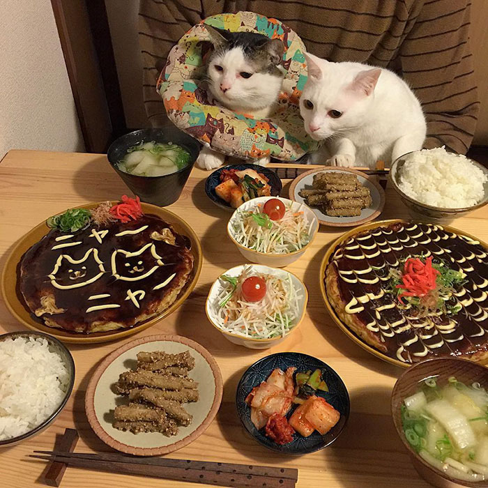 日本“眼饞貓”走紅（組圖）