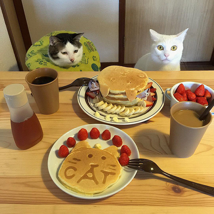 日本“眼饞貓”走紅（組圖）