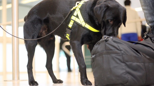 英國“吃貨”緝毒犬：專緝奶酪香腸不緝毒