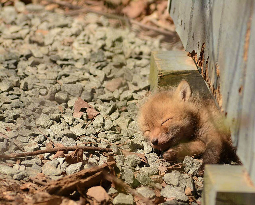 《瘋狂動物城》狐貍尼克原型在這里（組圖）