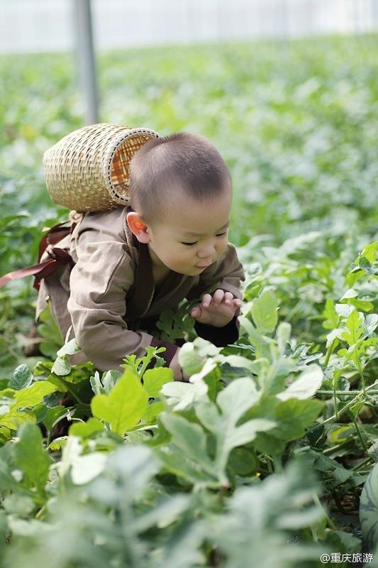 2歲萌娃吆喝自家西瓜 這個“瓜娃子”要火?。ńM圖）