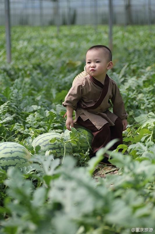 2歲萌娃吆喝自家西瓜 這個(gè)“瓜娃子”要火?。ńM圖）