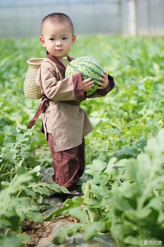 2歲萌娃吆喝自家西瓜 這個(gè)“瓜娃子”要火?。ńM圖）