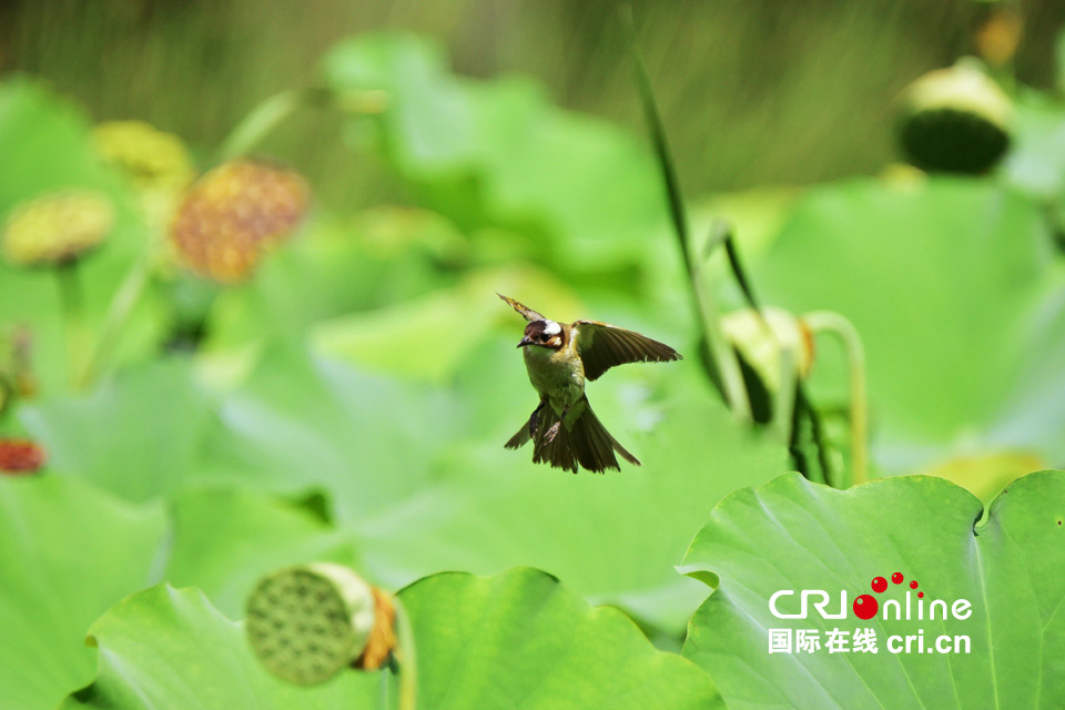 這組圖，能讓你在炎熱的夏季里瞬間清涼起來