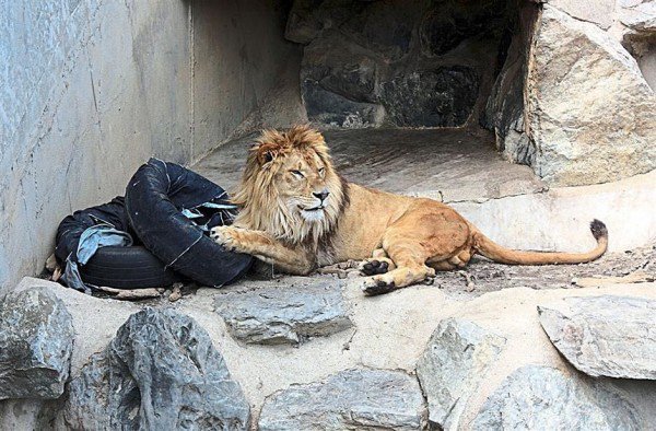 日本推出一款由獅子操刀設(shè)計(jì)的“動(dòng)物園牛仔褲”