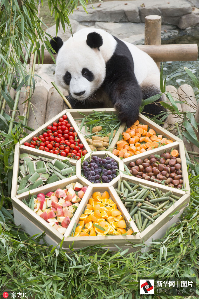 吃得開心！韓國動物園大熊貓?zhí)崆跋硎芄?jié)日大餐（組圖）