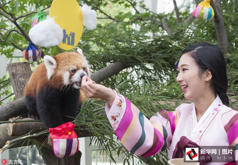 吃得開心！韓國動物園大熊貓?zhí)崆跋硎芄?jié)日大餐（組圖）