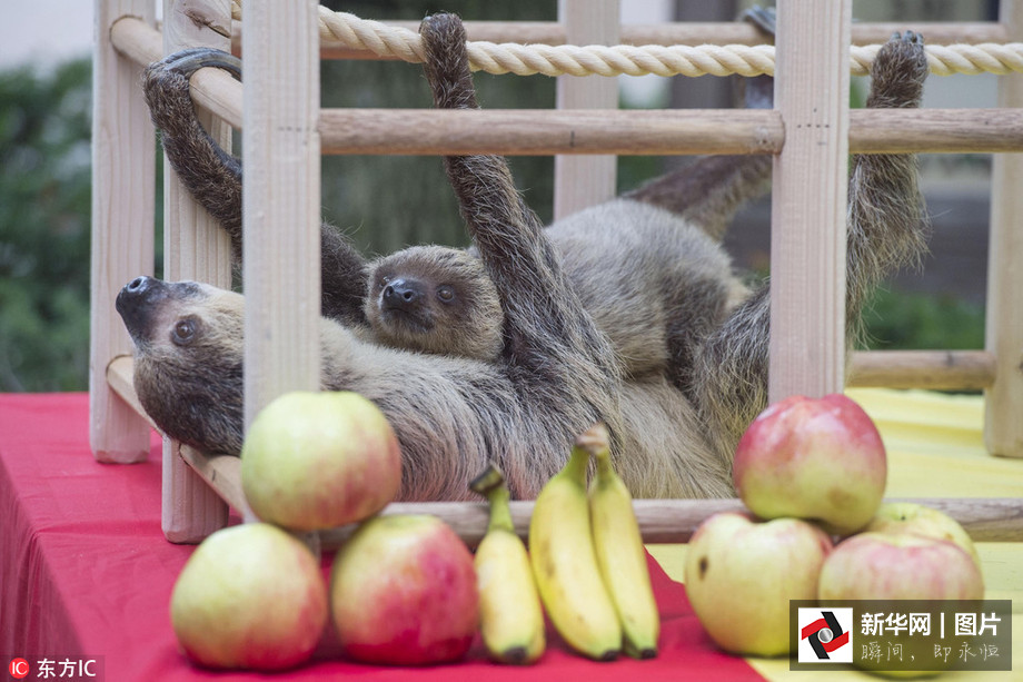 吃得開心！韓國動物園大熊貓?zhí)崆跋硎芄?jié)日大餐（組圖）