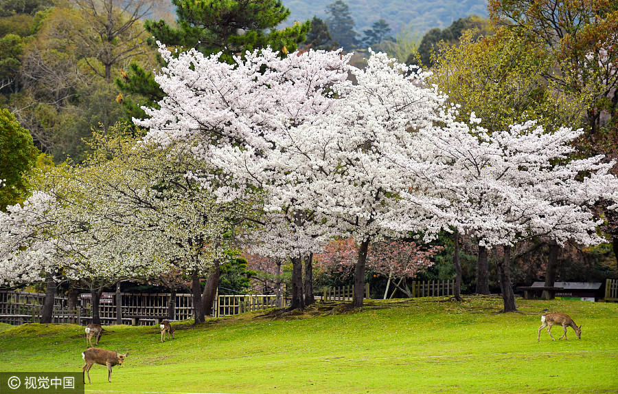 日本奈良公園櫻花盛開 小鹿穿梭其中如林間精靈（組圖）