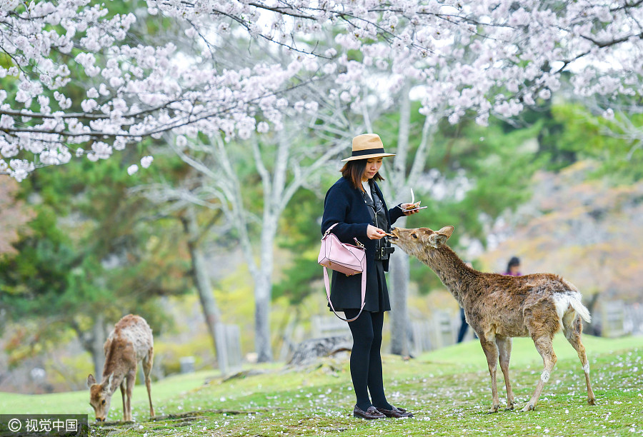 日本奈良公園櫻花盛開 小鹿穿梭其中如林間精靈（組圖）