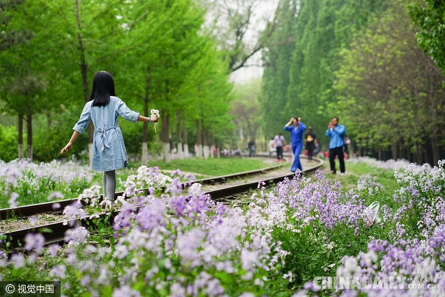 大好春光豈可負？世界各地盡享花海美景（組圖）