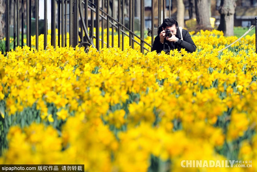 大好春光豈可負(fù)？世界各地盡享花海美景（組圖）