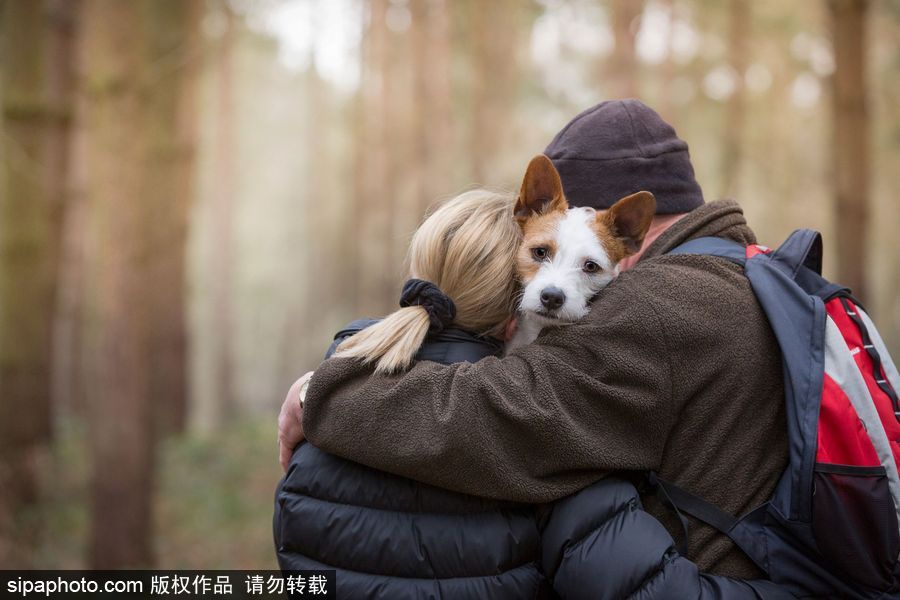 人類最好的朋友 英國年度狗狗攝影師獲獎作品（組圖）