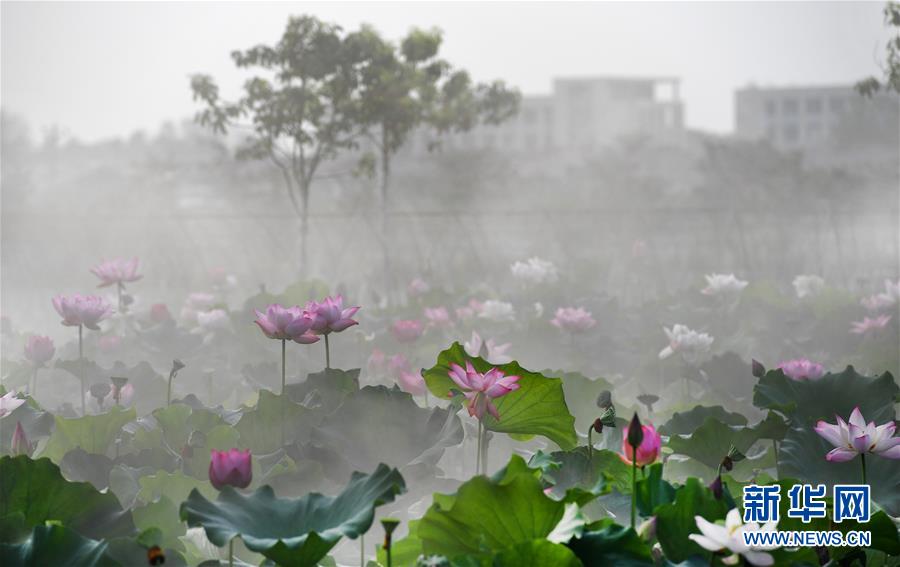 雨后晨霧中的夢幻荷塘（組圖）