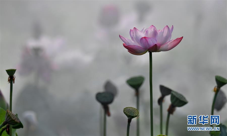 雨后晨霧中的夢(mèng)幻荷塘（組圖）