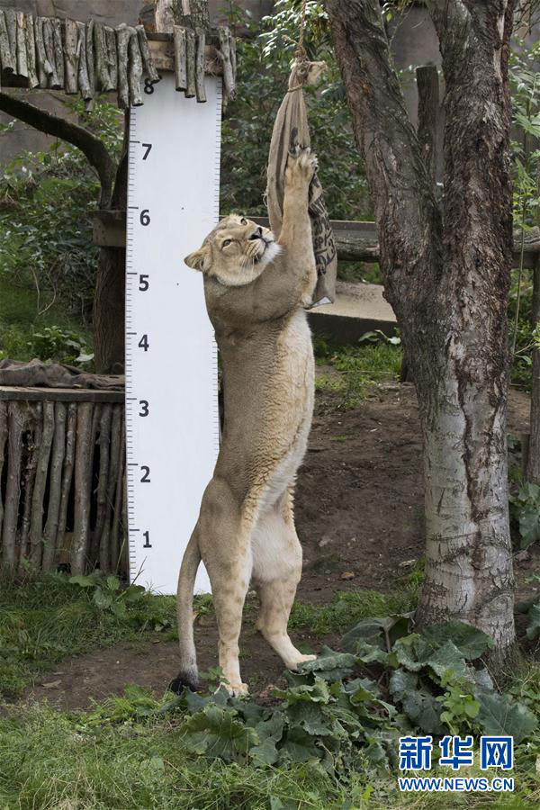 倫敦動(dòng)物園“人口普查” 動(dòng)物萌態(tài)十足（組圖）