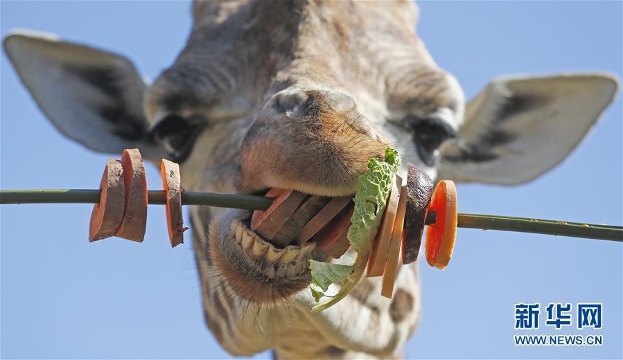 萌萌噠！“治愈系”動物們的憨萌瞬間（組圖）