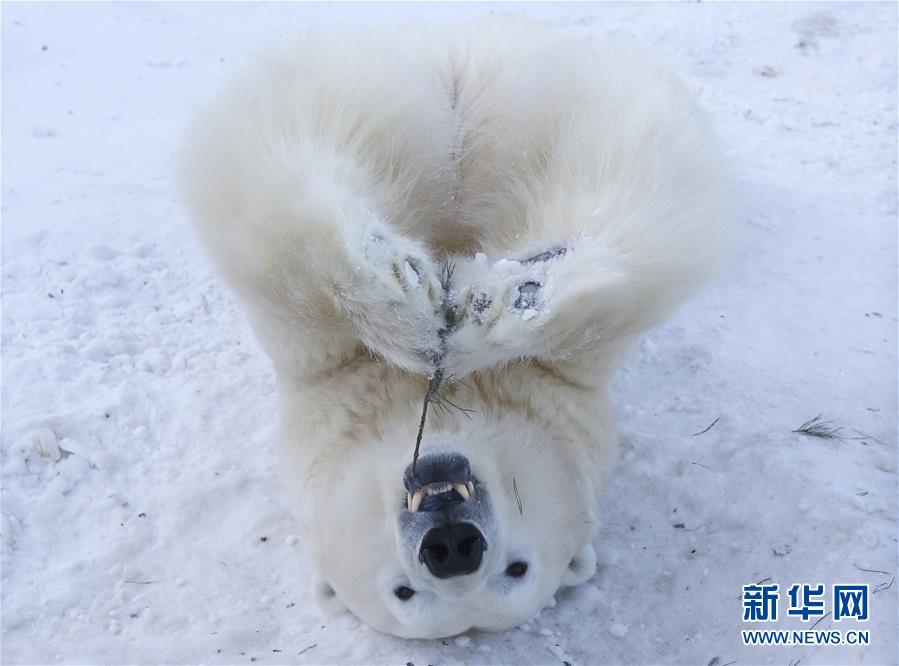 萌萌噠！“治愈系”動物們的憨萌瞬間（組圖）