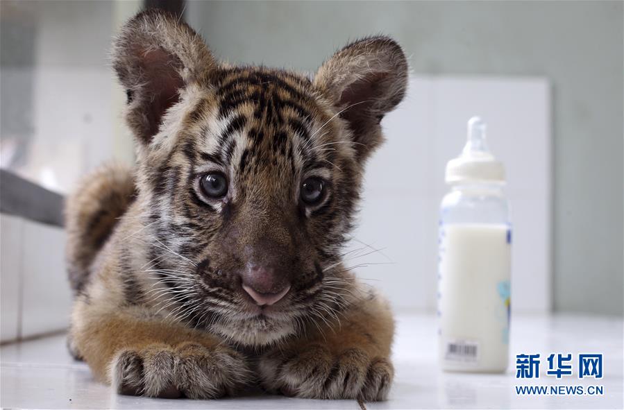 萌萌噠！“治愈系”動物們的憨萌瞬間（組圖）