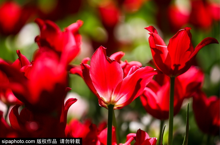 郁金香花節(jié)在俄羅斯圣彼得堡舉行 五顏六色花海迎客（組圖）