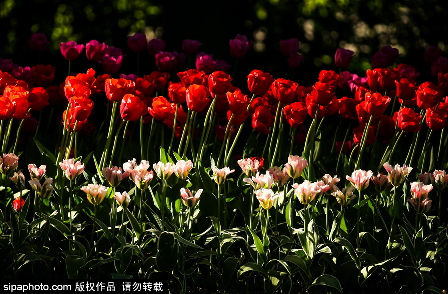 郁金香花節(jié)在俄羅斯圣彼得堡舉行 五顏六色花海迎客（組圖）